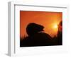 Hedgehog (Erinaceus Europaeus) Silhouette at Sunset, Poland, Europe-Artur Tabor-Framed Premium Photographic Print