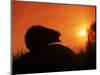Hedgehog (Erinaceus Europaeus) Silhouette at Sunset, Poland, Europe-Artur Tabor-Mounted Premium Photographic Print