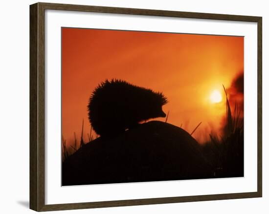 Hedgehog (Erinaceus Europaeus) Silhouette at Sunset, Poland, Europe-Artur Tabor-Framed Photographic Print