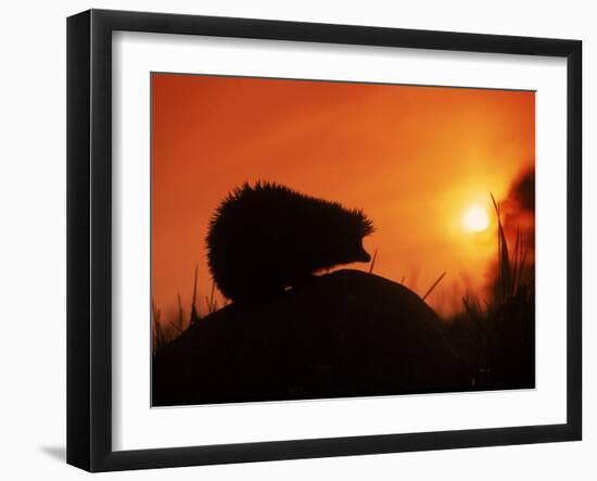 Hedgehog (Erinaceus Europaeus) Silhouette at Sunset, Poland, Europe-Artur Tabor-Framed Photographic Print