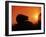 Hedgehog (Erinaceus Europaeus) Silhouette at Sunset, Poland, Europe-Artur Tabor-Framed Photographic Print