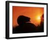 Hedgehog (Erinaceus Europaeus) Silhouette at Sunset, Poland, Europe-Artur Tabor-Framed Photographic Print