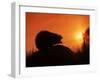 Hedgehog (Erinaceus Europaeus) Silhouette at Sunset, Poland, Europe-Artur Tabor-Framed Photographic Print