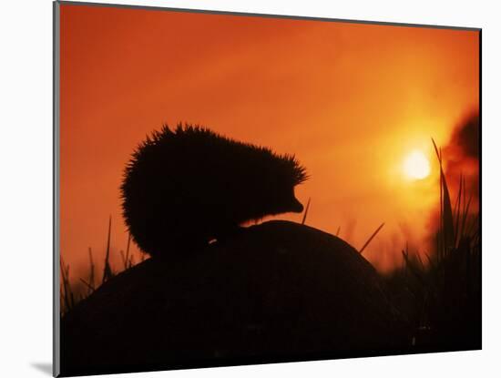 Hedgehog (Erinaceus Europaeus) Silhouette at Sunset, Poland, Europe-Artur Tabor-Mounted Photographic Print