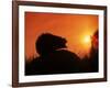 Hedgehog (Erinaceus Europaeus) Silhouette at Sunset, Poland, Europe-Artur Tabor-Framed Photographic Print