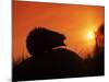 Hedgehog (Erinaceus Europaeus) Silhouette at Sunset, Poland, Europe-Artur Tabor-Mounted Photographic Print