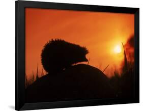 Hedgehog (Erinaceus Europaeus) Silhouette at Sunset, Poland, Europe-Artur Tabor-Framed Photographic Print