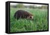 Hedgehog (Erinaceus Europaeus)-Ornitolog82-Framed Stretched Canvas