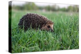 Hedgehog (Erinaceus Europaeus)-Ornitolog82-Stretched Canvas