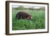 Hedgehog (Erinaceus Europaeus)-Ornitolog82-Framed Photographic Print
