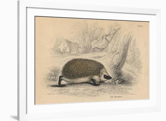 Hedgehog (Erinaceus Europea), 1828-null-Framed Giclee Print