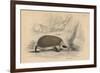 Hedgehog (Erinaceus Europea), 1828-null-Framed Giclee Print