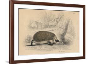 Hedgehog (Erinaceus Europea), 1828-null-Framed Giclee Print