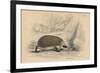 Hedgehog (Erinaceus Europea), 1828-null-Framed Giclee Print