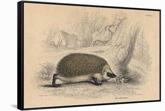 Hedgehog (Erinaceus Europea), 1828-null-Framed Stretched Canvas