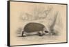 Hedgehog (Erinaceus Europea), 1828-null-Framed Stretched Canvas