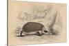 Hedgehog (Erinaceus Europea), 1828-null-Stretched Canvas