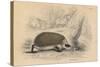 Hedgehog (Erinaceus Europea), 1828-null-Stretched Canvas