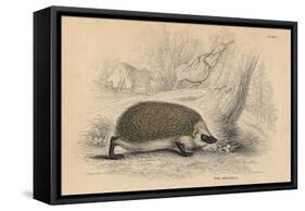 Hedgehog (Erinaceus Europea), 1828-null-Framed Stretched Canvas