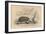 Hedgehog (Erinaceus Europea), 1828-null-Framed Giclee Print