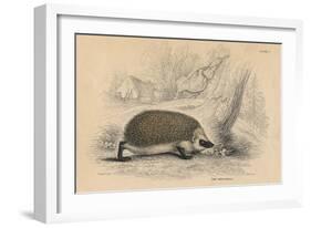 Hedgehog (Erinaceus Europea), 1828-null-Framed Giclee Print