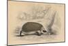 Hedgehog (Erinaceus Europea), 1828-null-Mounted Giclee Print