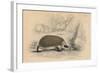 Hedgehog (Erinaceus Europea), 1828-null-Framed Giclee Print