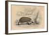 Hedgehog (Erinaceus Europea), 1828-null-Framed Giclee Print