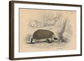 Hedgehog (Erinaceus Europea), 1828-null-Framed Giclee Print