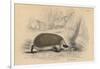 Hedgehog (Erinaceus Europea), 1828-null-Framed Giclee Print