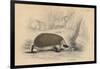 Hedgehog (Erinaceus Europea), 1828-null-Framed Giclee Print