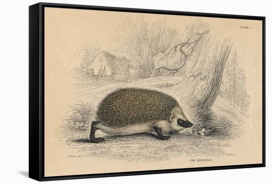 Hedgehog (Erinaceus Europea), 1828-null-Framed Stretched Canvas