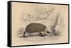 Hedgehog (Erinaceus Europea), 1828-null-Framed Stretched Canvas