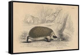 Hedgehog (Erinaceus Europea), 1828-null-Framed Stretched Canvas