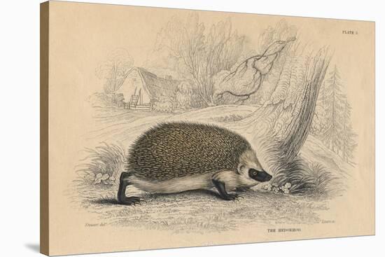 Hedgehog (Erinaceus Europea), 1828-null-Stretched Canvas