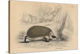 Hedgehog (Erinaceus Europea), 1828-null-Stretched Canvas