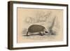 Hedgehog (Erinaceus Europea), 1828-null-Framed Premium Giclee Print