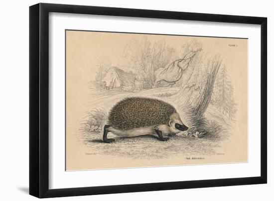 Hedgehog (Erinaceus Europea), 1828-null-Framed Premium Giclee Print