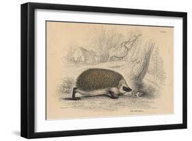 Hedgehog (Erinaceus Europea), 1828-null-Framed Premium Giclee Print