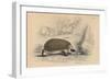 Hedgehog (Erinaceus Europea), 1828-null-Framed Premium Giclee Print