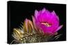 Hedgehog Flowers I-Douglas Taylor-Stretched Canvas