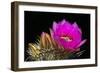 Hedgehog Flowers I-Douglas Taylor-Framed Photographic Print