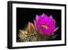 Hedgehog Flowers I-Douglas Taylor-Framed Photographic Print