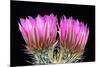 Hedgehog Flowers II-Douglas Taylor-Mounted Photographic Print