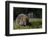 Hedgehog foraging on a lawn at night, Chippenham, Wiltshire, UK, September-Nick Upton-Framed Photographic Print