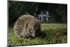 Hedgehog foraging on a lawn at night, Chippenham, Wiltshire, UK, September-Nick Upton-Mounted Photographic Print
