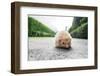 Hedgehog in a Park-Tonpicknick-Framed Photographic Print