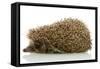 Hedgehog, Isolated on White-Yastremska-Framed Stretched Canvas