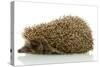 Hedgehog, Isolated on White-Yastremska-Stretched Canvas