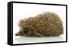 Hedgehog, Isolated on White-Yastremska-Framed Stretched Canvas